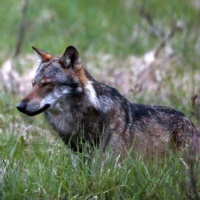 Il lupi fanno incetta di pecore, anche in Mesolcina