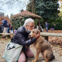 Una cagnolina a tre zampe «sopravvissuta per miracolo»