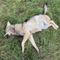 Lupo morto in un prato di Loèche