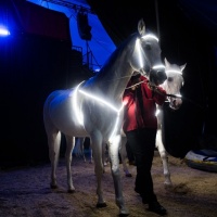 Arriva il Circo Knie, la Polizia prende misure