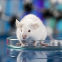 Sonora bocciatura per il divieto di esperimenti sugli animali