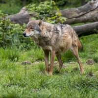 Da predatore a preda