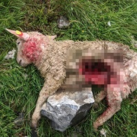 Il cane da protezione muore dopo aver combattuto contro i lupi
