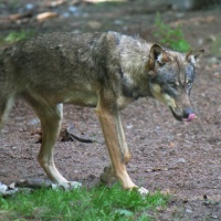 Una mucca fatta a pezzi: i lupi tornano alla ribalta