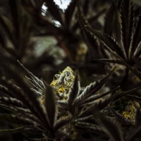 Cannabis legale vendesi: Berna ferma tutto
