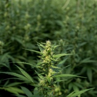 Da oggi nelle farmacie di Basilea si può comprare canapa
