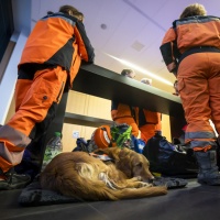 Terremoto: cani da soccorso con qualche ferita, ma stanno bene