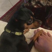 Accusato di avere massacrato un cagnolino: ora va a processo