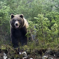 Runner ucciso dall'orso? Forse primo caso in Italia