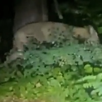 La conferma: «Il video della leonessa fuggita è reale»