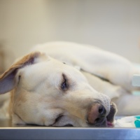 «Si è finto malato terminale e mi ha fatto sopprimere un cane sano»