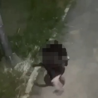 Torturano un gatto e il video diventa virale, scatta l'indagine