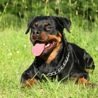 Rottweiler vietati, si moltiplicano i ricorsi