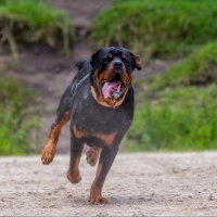 Bimbo azzannato da Rottweiler, è grave