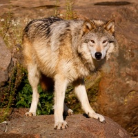 Lupo in Ticino, boom di predazioni e animali uccisi