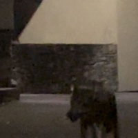 Un lupo a Camignolo?