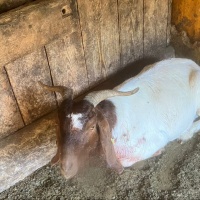 Quella predazione «a 30 metri dal grotto» passata in sordina
