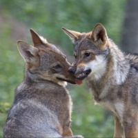 «Sarà possibile abbattere due terzi dei cuccioli in sei branchi»