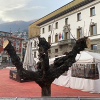Alberi malati a Locarno: «Cure insufficienti?»