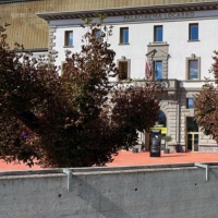 Ippocastani di piazza Remo Rossi: «Stato di salute irreversibile o vittime della cementificazione?»