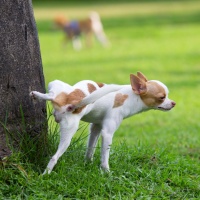 Cani a passeggio: scatta l'obbligo di pulire anche la pipì