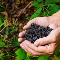 Rubano per due notti la cassetta dei pagamenti: chiude il frutteto self-service