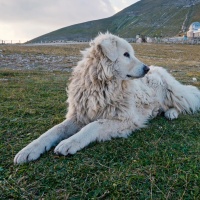 Braccati dai cani pastore: un escursionista 21enne precipita per 10 metri