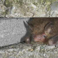 In volo con i pipistrelli