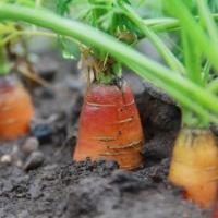 Neutralità e alimentazione, avete già deciso come votare?