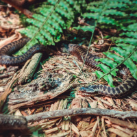 Morso da un serpente velenoso durante un'arrampicata, interviene la Rega