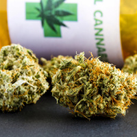Sulla cannabis terapeutica c'è chi rilancia: «I pazienti hanno bisogno di risposte»