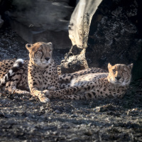 Muore dopo l'attacco di due leopardi: lavorava allo zoo da 40 anni