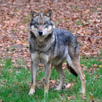 Bambina attaccata da un lupo: è grave