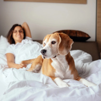 Nasce PetConcierge Partner: un nuovo standard per l’ospitalità pet-friendly