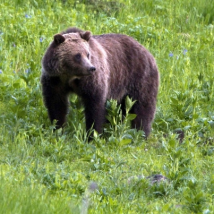 L'orso "cappuccino" sarà il primo abitante del parco di Arosa
