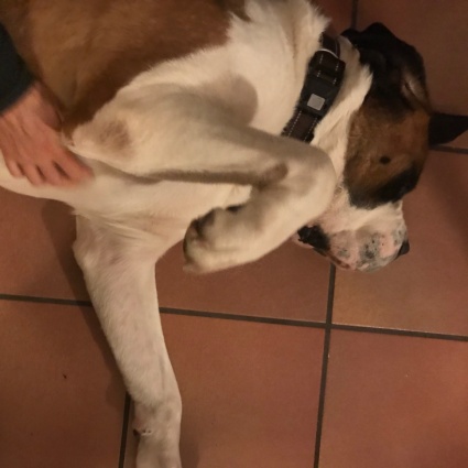 San Bernardo, tra simbolo turistico e cane terapeuta