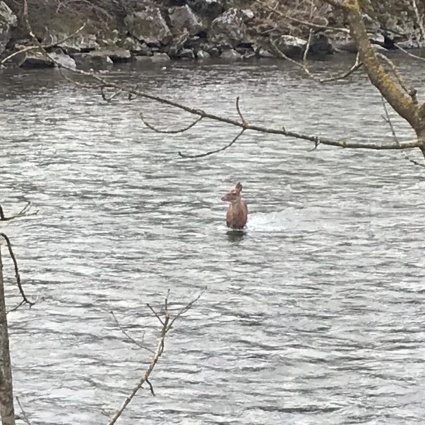 Un capriolo disperso nelle acque del Ticino