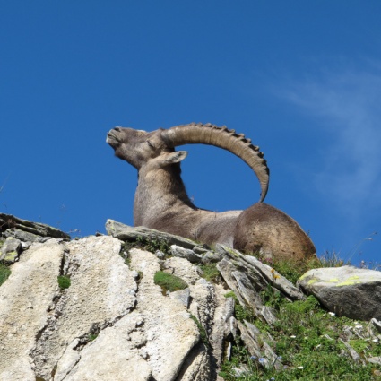 Un secolo fa tornava lo stambecco sulle Alpi