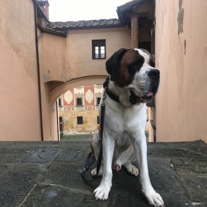 Da Montecarlo a San Gimignano sulla Via Francigena