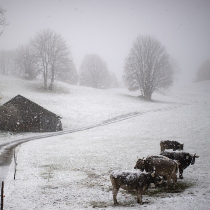 Con l'inverno meteorologico arrivano anche i primi fiocchi