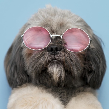 Vita da cani? Non proprio: ecco come e quanto guadagnano i Pet Influencers
