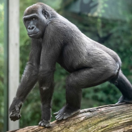 L'inaspettata morte della gorilla Mawimbi