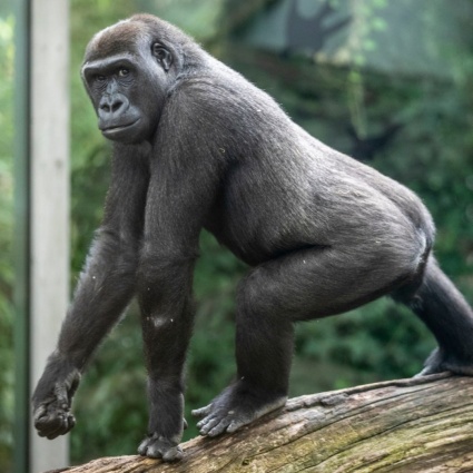 La gorilla aveva un'encefalite