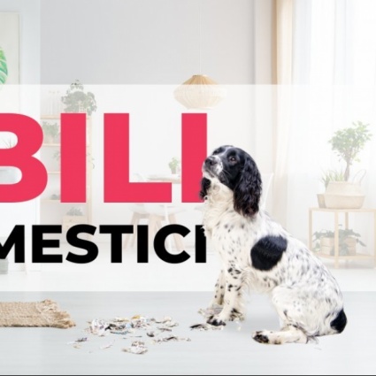 Quei Temibili Animali Domestici