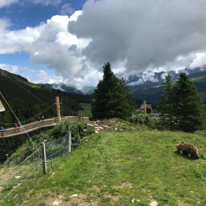Arosa Bärenland: la nuova casa degli orsi bruni