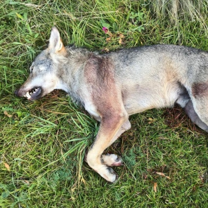 Lupo abbattuto nella Valle di Goms