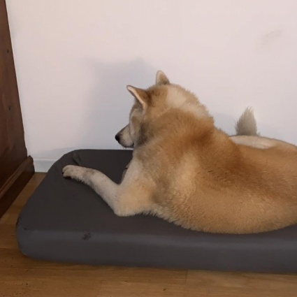Yuki è tornata a casa