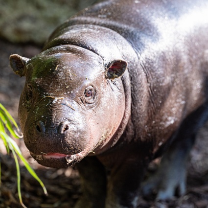 La cucciola di ippopotamo pigmeo si mostra ai visitatori