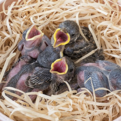 Gli uccellini fuori dal nido non vanno aiutati