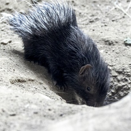 Allo Zoo di Zurigo è nato Wakili, un cucciolo di porcospino